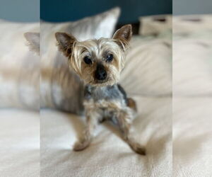 Mutt Dogs for adoption in Chandler, AZ, USA