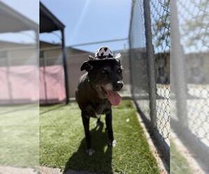 German Shepherd Dog-Unknown Mix Dogs for adoption in Downey, CA, USA