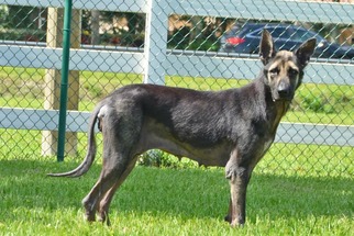 Medium Photo #1 German Shepherd Dog Puppy For Sale in Coral Springs, FL, USA
