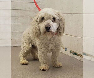 Poodle (Miniature)-Unknown Mix Dogs for adoption in San Bernardino, CA, USA