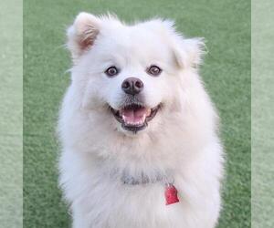 American Eskimo Dog Dogs for adoption in San Diego, CA, USA