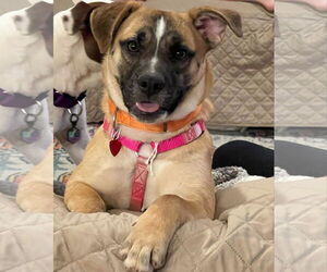 Mutt Dogs for adoption in Coralville, IA, USA