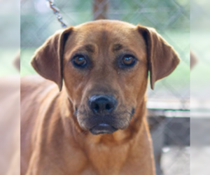 Redbone Coonhound-Unknown Mix Dogs for adoption in Tuscaloosa, AL, USA