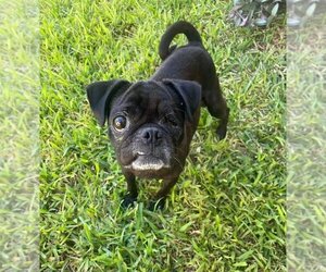 Pug Dogs for adoption in Oak Bluffs, MA, USA
