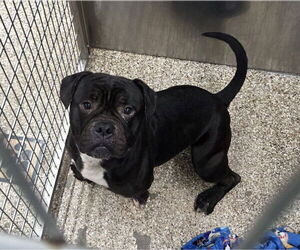 Boxer-Unknown Mix Dogs for adoption in Martinsburg, WV, USA