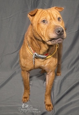 Chinese Shar-Pei Dogs for adoption in Waynesboro, PA, USA