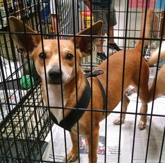 Chiweenie Dogs for adoption in Pembroke, GA, USA