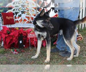 Australian Shepherd-Siberian Husky-German Shepherd Dog Mix Dogs for adoption in Holly Hill, SC, USA