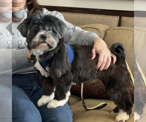 Lhasa Apso Dogs for adoption in Mundelein, IL, USA
