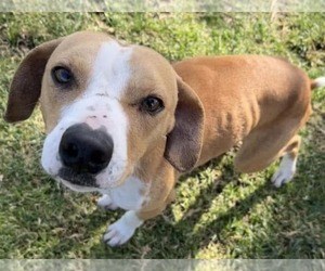Italian Greyhound-Unknown Mix Dogs for adoption in Fallbrook, CA, USA