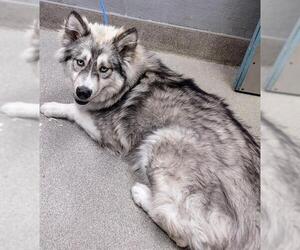Alaskan Malamute-Unknown Mix Dogs for adoption in Las Vegas, NV, USA