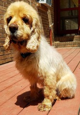 Cocker Spaniel Dogs for adoption in Mobile, AL, USA