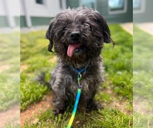 Maltese-Unknown Mix Dogs for adoption in Waterford, VA, USA