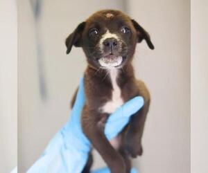 Labrador Retriever-Unknown Mix Dogs for adoption in San Antonio, TX, USA