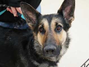 German Shepherd Dog Dogs for adoption in Mundelein, IL, USA