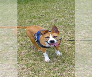 Boxer-Unknown Mix Dogs for adoption in Ocala, FL, USA