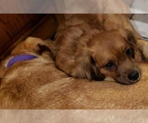 Tibetan Spaniel Dogs for adoption in Crystal, MN, USA
