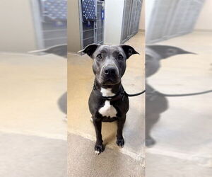 Mutt Dogs for adoption in Sacramento, CA, USA