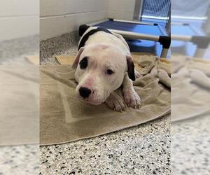 American Pit Bull Terrier Dogs for adoption in Canfield, OH, USA