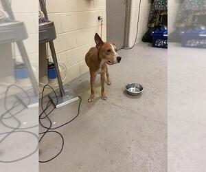 Mutt Dogs for adoption in Sanford, FL, USA