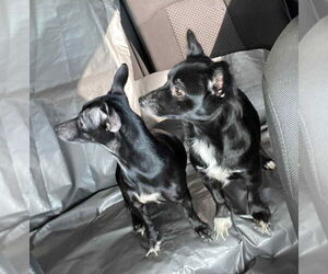 Medium Photo #2 Chihuahua-Unknown Mix Puppy For Sale in Grafton, WI, USA