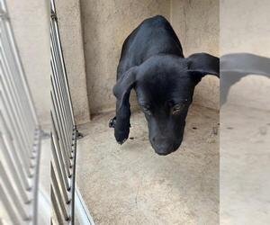 American Pit Bull Terrier-Unknown Mix Dogs for adoption in Oklahoma City, OK, USA