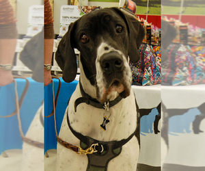 Great Dane Dogs for adoption in Monkton, MD, USA