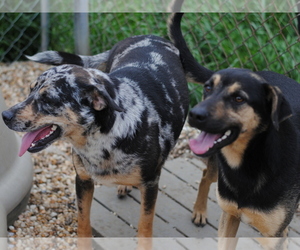 Sheprador Dogs for adoption in Anniston, AL, USA
