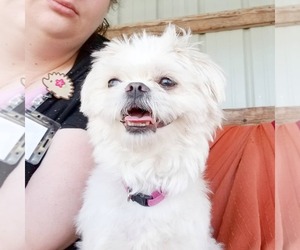 Shih Tzu Dogs for adoption in Wahpeton, ND, USA