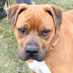 Boxer Dogs for adoption in Huntley, IL, USA