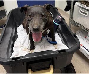 American Pit Bull Terrier Dogs for adoption in Bakersfield, CA, USA