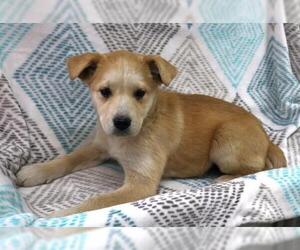 Mutt Dogs for adoption in Thief River Falls, MN, USA