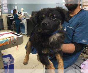 Mutt Dogs for adoption in Riverside, CA, USA