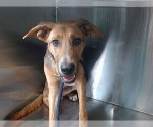 English Coonhound-Unknown Mix Dogs for adoption in Downey, CA, USA