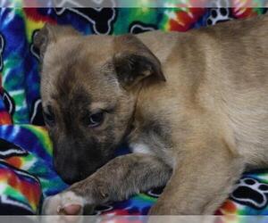 Mutt Dogs for adoption in Thief River Falls, MN, USA