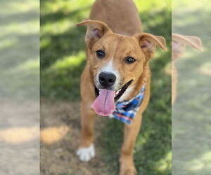 Border-Aussie Dogs for adoption in Phoenix, AZ, USA