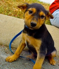 Australian Shepherd-German Shepherd Dog Mix Dogs for adoption in Nashville, TN, USA
