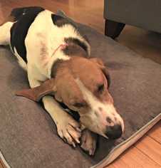 Treeing Walker Coonhound Dogs for adoption in Durham, NC, USA