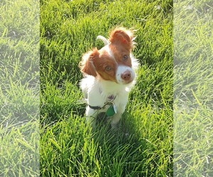 Chihuahua Dogs for adoption in St. Louis Park, MN, USA