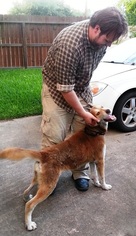 Medium Photo #1 Alaskan Husky-Unknown Mix Puppy For Sale in Houston, TX, USA
