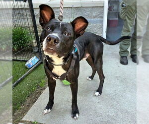 American Pit Bull Terrier-Unknown Mix Dogs for adoption in Long Beach, CA, USA