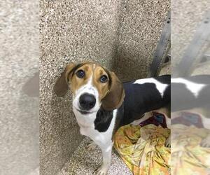 Treeing Walker Coonhound Dogs for adoption in Martinsburg, WV, USA