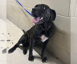 Mutt Dogs for adoption in Milton, FL, USA