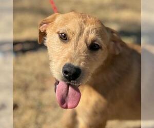Mutt Dogs for adoption in Yardley, PA, USA