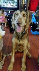 Labrador Retriever Dogs for adoption in Kohler, WI, USA