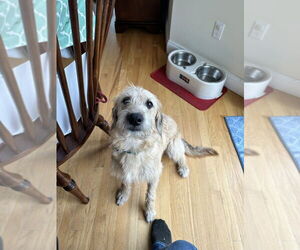 Unknown-Wheaten Terrier Mix Dogs for adoption in Brewster, NY, USA