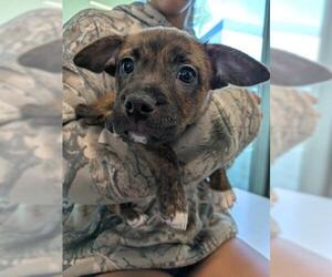 French Bulldog-Unknown Mix Dogs for adoption in San Martin, CA, USA