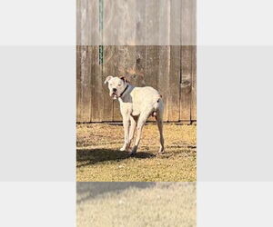 Boxer Dogs for adoption in Austin, TX, USA