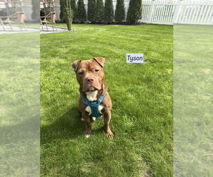 American Pit Bull Terrier-Unknown Mix Dogs for adoption in Brewster, NY, USA