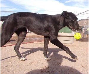 Border Collie-Unknown Mix Dogs for adoption in Golden Valley, AZ, USA